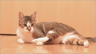 <p>Mia</p>